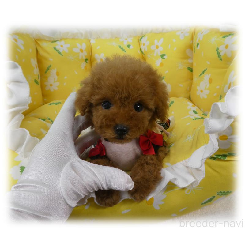 販売中の埼玉県のティーカッププードル-456783の8枚目