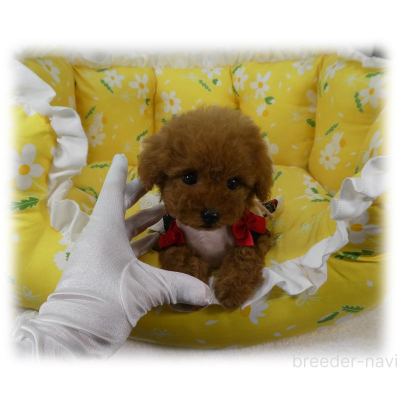 販売中の埼玉県のティーカッププードル-456783の7枚目