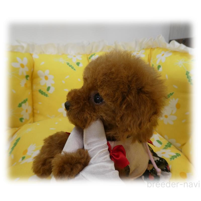 販売中の埼玉県のティーカッププードル-456783の6枚目