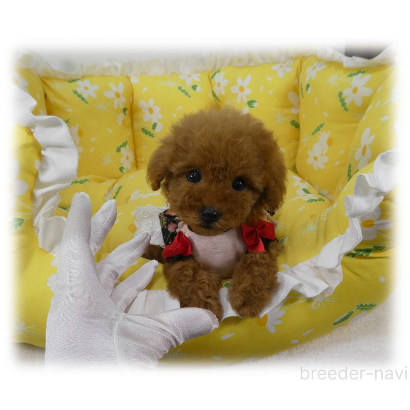 販売中の埼玉県のティーカッププードル-456783の5枚目