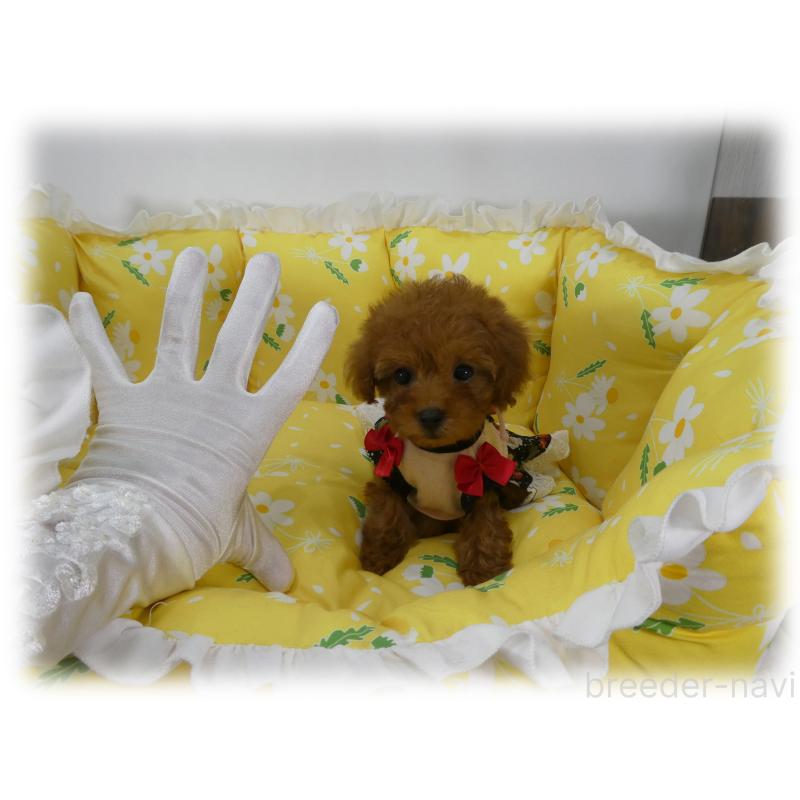 販売中の埼玉県のティーカッププードル-456783の4枚目