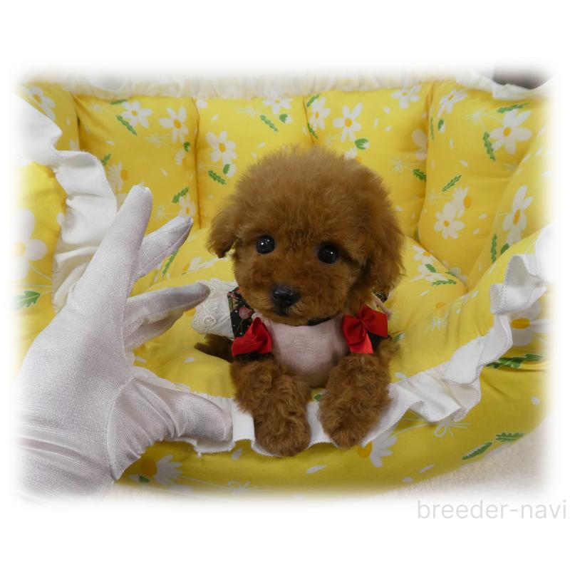 販売中の埼玉県のティーカッププードル-456783の3枚目