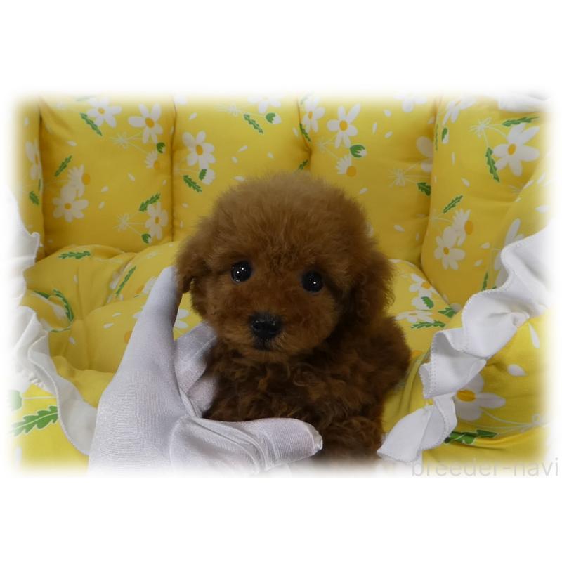 販売中の埼玉県のティーカッププードル-456783の2枚目