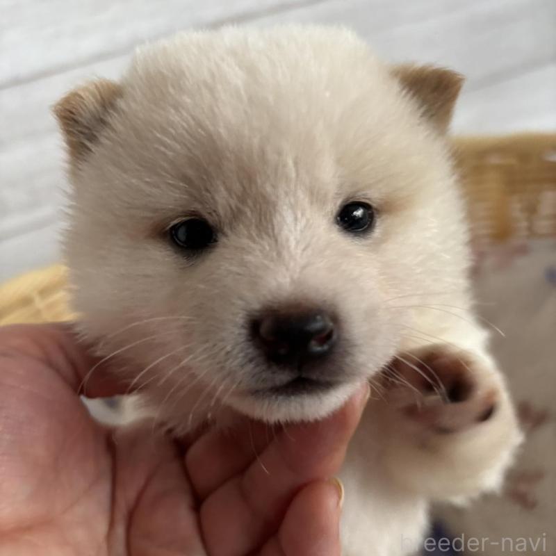 販売中の静岡県の柴犬-456782の8枚目