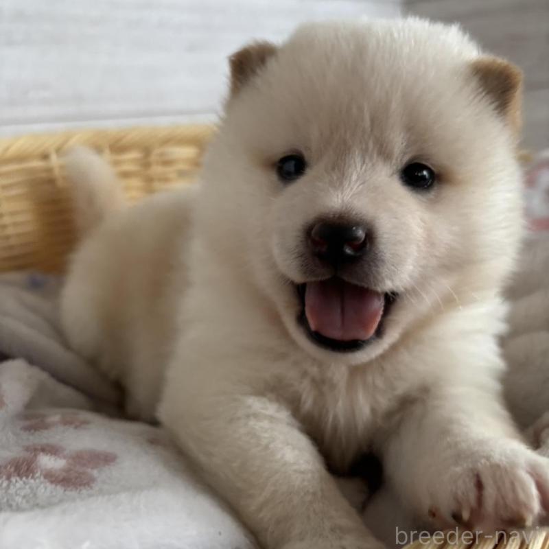 販売中の静岡県の柴犬-456782の7枚目