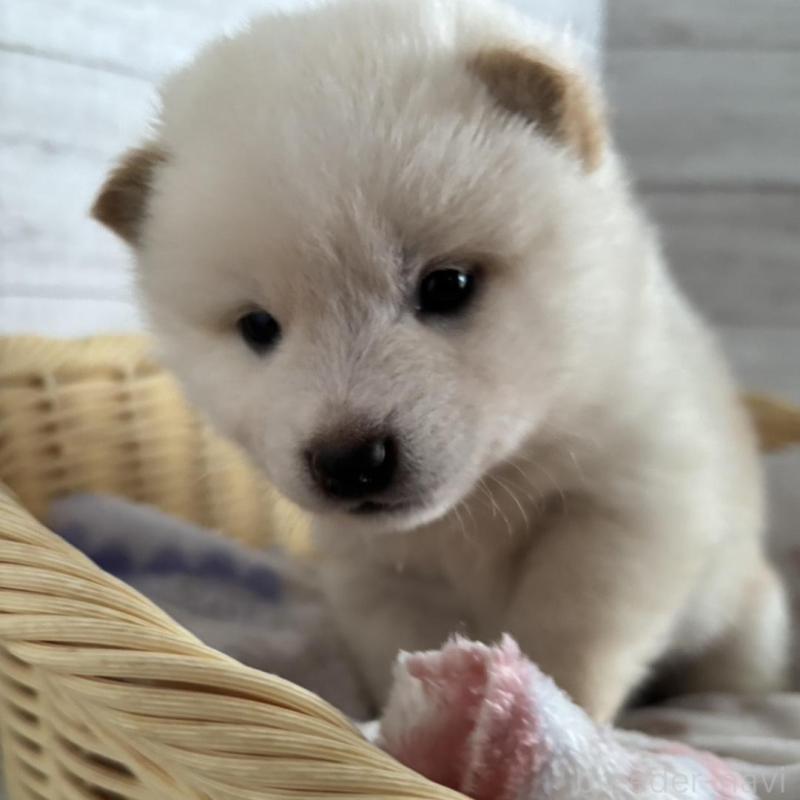 販売中の静岡県の柴犬-456782の6枚目