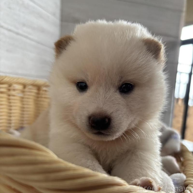 販売中の静岡県の柴犬-456782の5枚目