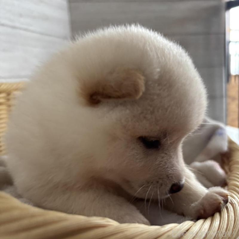 販売中の静岡県の柴犬-456782の4枚目