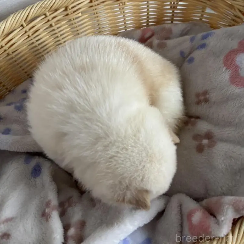 販売中の静岡県の柴犬-456782の3枚目