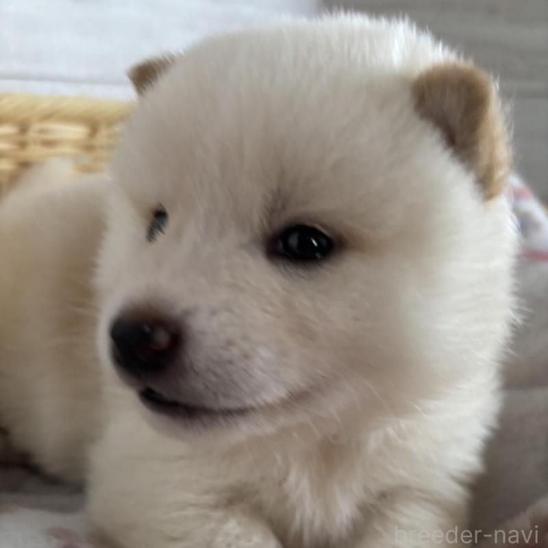 販売中の静岡県の柴犬-456782の2枚目