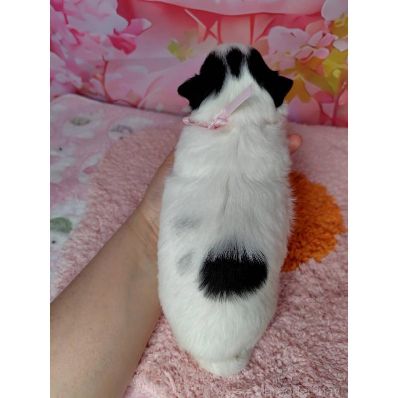 販売中の神奈川県のチワワ(ロングコート)-456784の5枚目