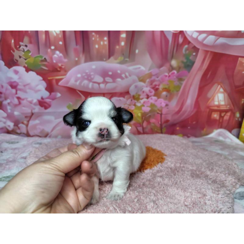 販売中の神奈川県のチワワ(ロングコート)-456784の4枚目