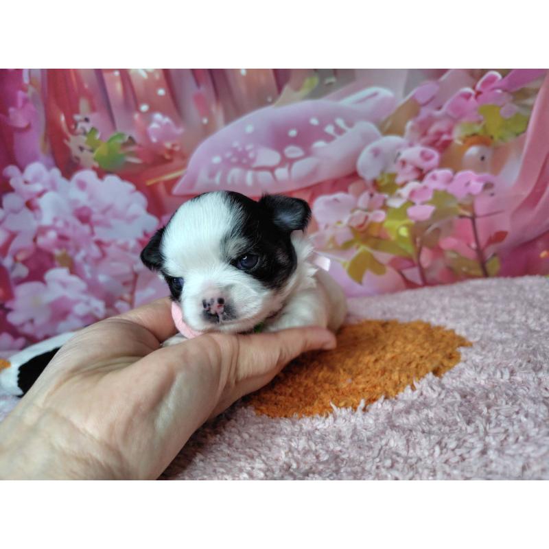 販売中の神奈川県のチワワ(ロングコート)-456784の3枚目