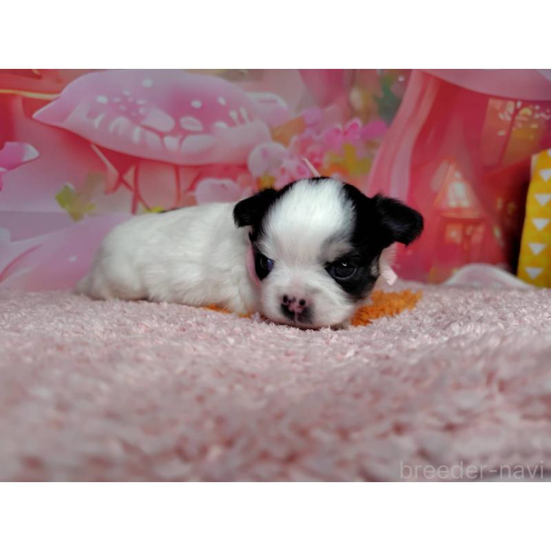 販売中の神奈川県のチワワ(ロングコート)-456784の2枚目