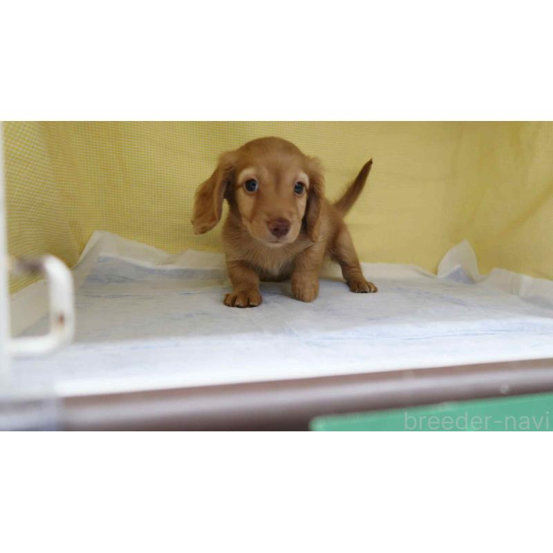 販売中の東京都のカニンヘンダックスフンド(ロングヘアード)-456786の4枚目