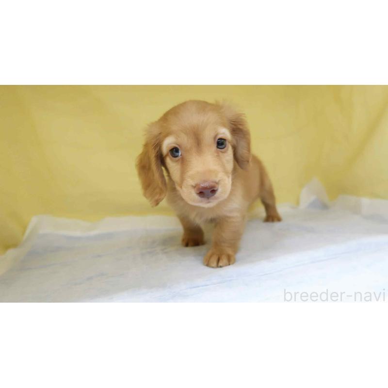 販売中の東京都のカニンヘンダックスフンド(ロングヘアード)-456786の3枚目