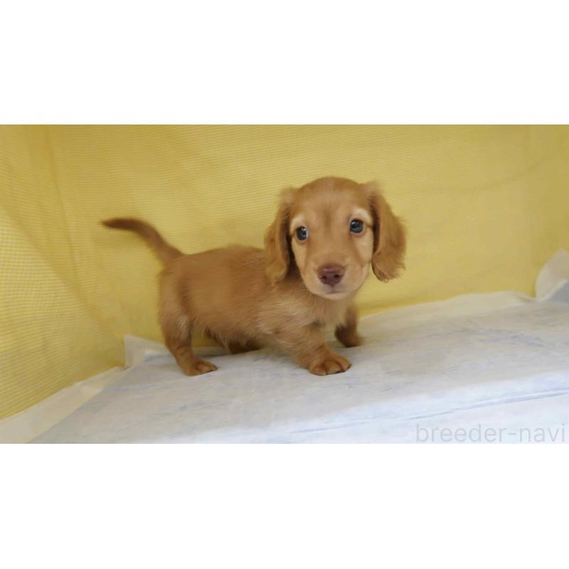 販売中の東京都のカニンヘンダックスフンド(ロングヘアード)-456786の2枚目