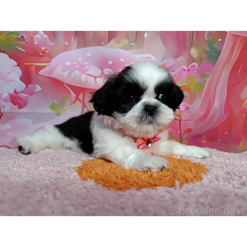 販売中の神奈川県のシーズー-447987