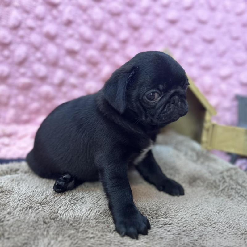 販売中の茨城県のパグ-456788の13枚目