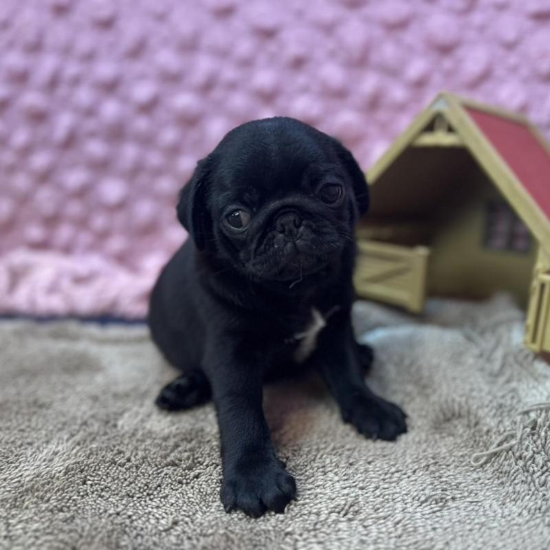 販売中の茨城県のパグ-456788の12枚目