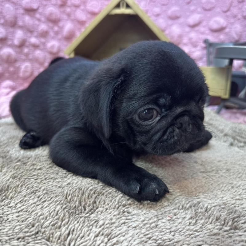 販売中の茨城県のパグ-456788の11枚目