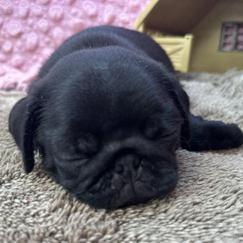 販売中の茨城県のパグ-456788の10枚目