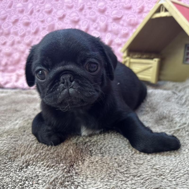 販売中の茨城県のパグ-456788の9枚目