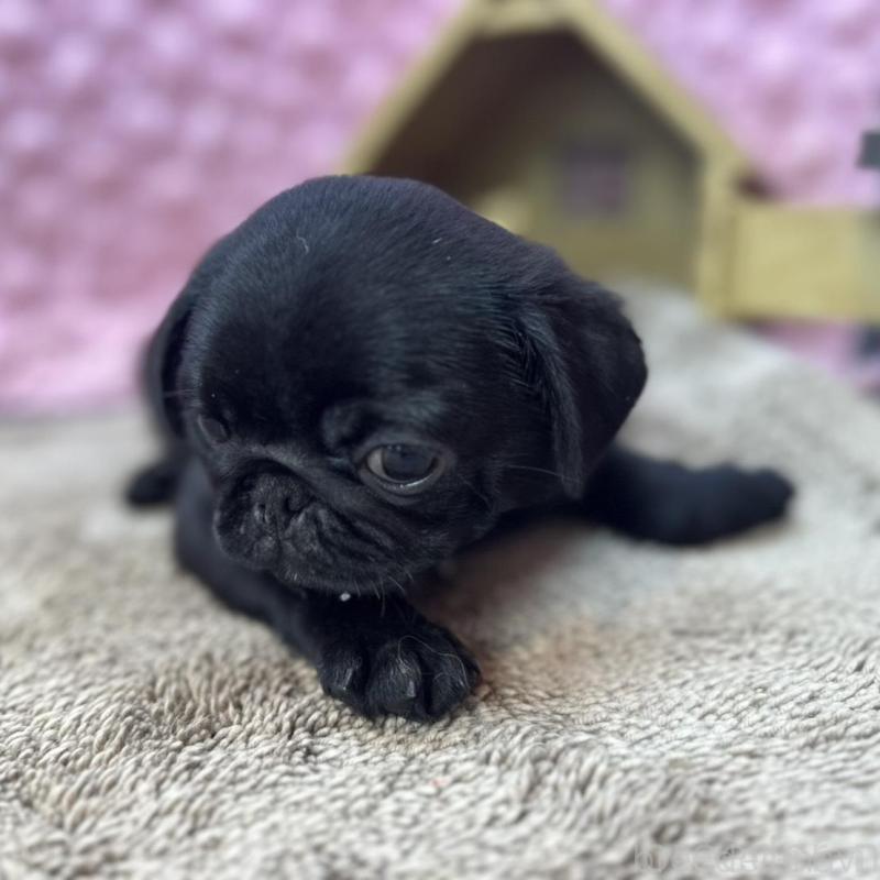 販売中の茨城県のパグ-456788の8枚目