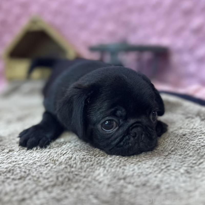 販売中の茨城県のパグ-456788の7枚目