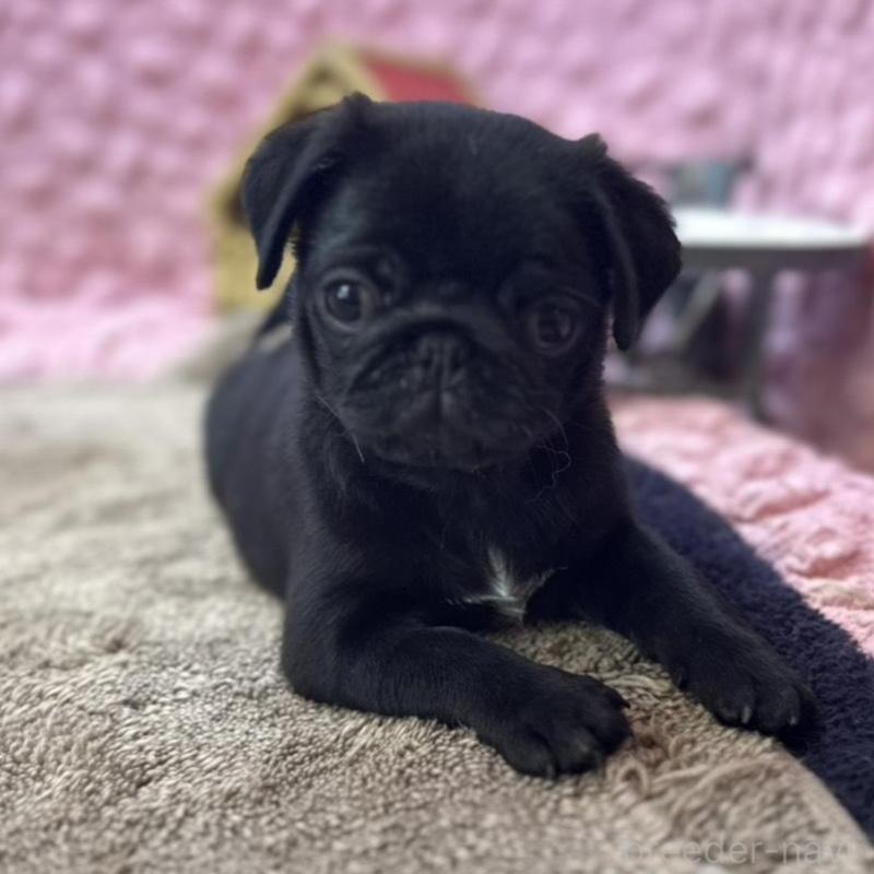 販売中の茨城県のパグ-456788の5枚目