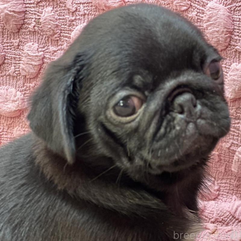 販売中の茨城県のパグ-456788の4枚目