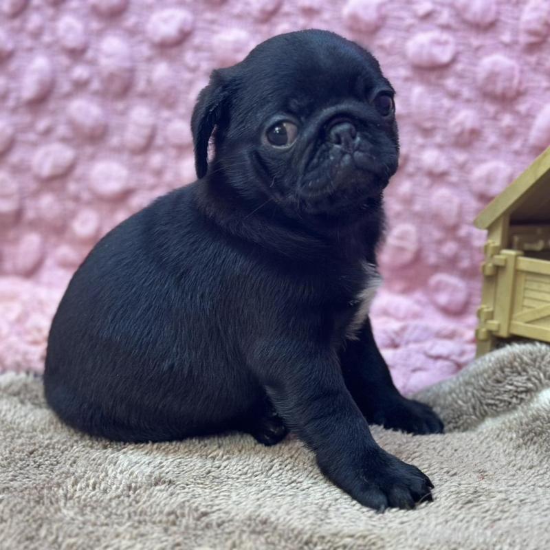 販売中の茨城県のパグ-456788の3枚目