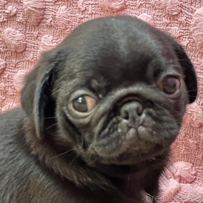 販売中の茨城県のパグ-456788の2枚目