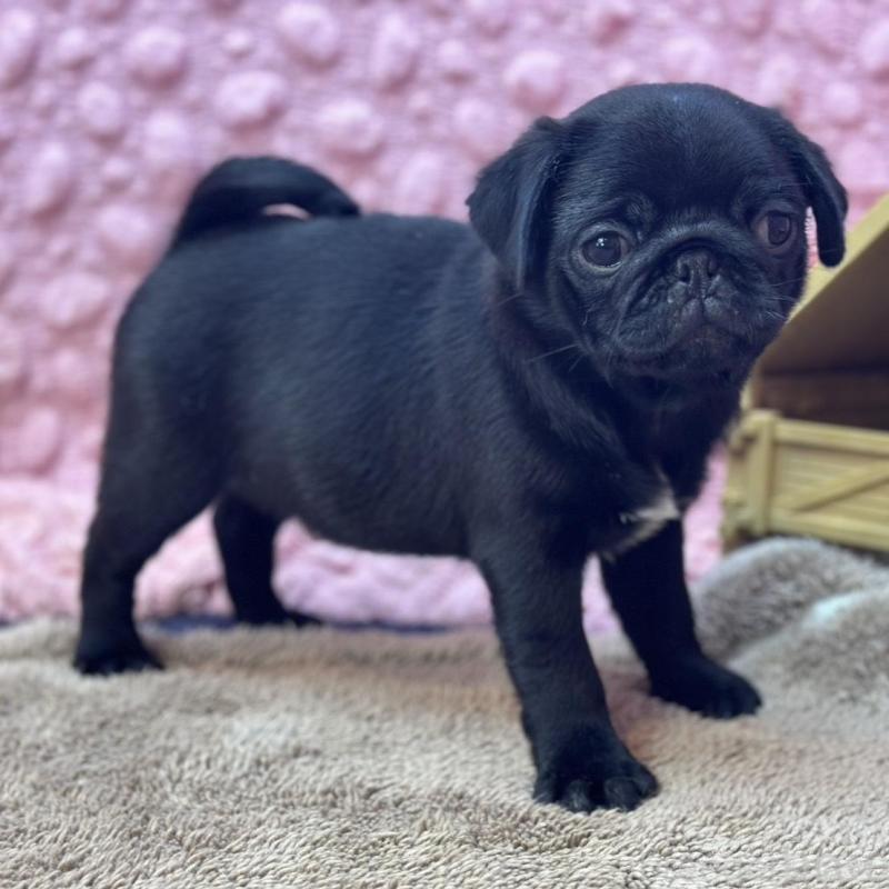 販売中の茨城県のパグ-456788