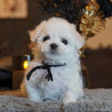 オンライン見学