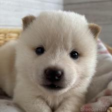 オンライン見学