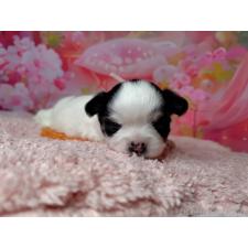 チワワ(ロングコート)の子犬