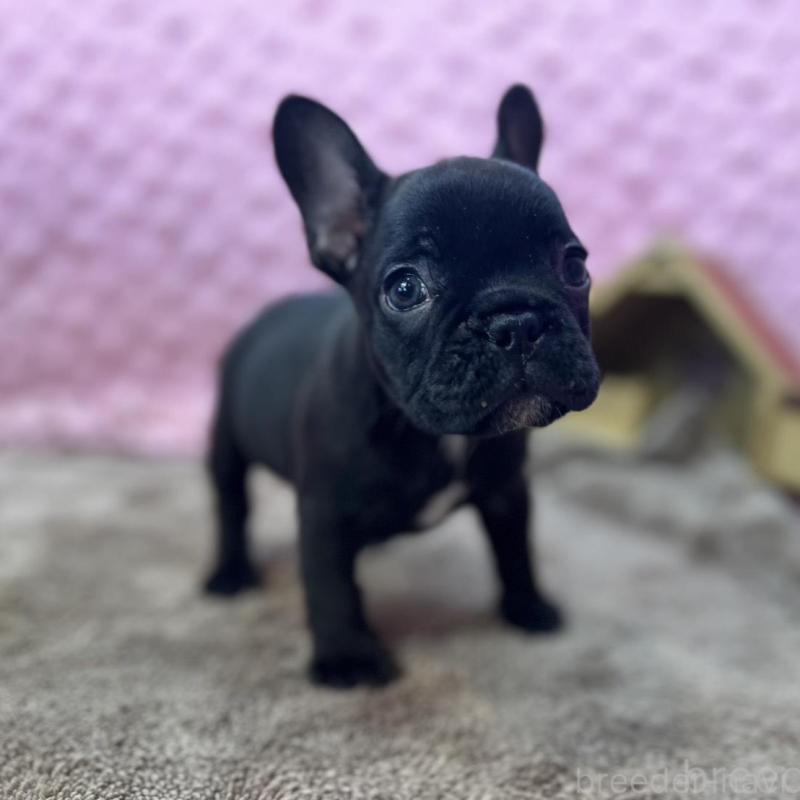 販売中の茨城県のフレンチブルドッグ-456791の13枚目