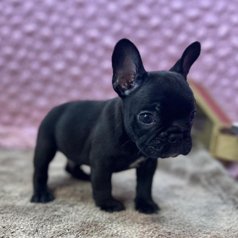 販売中の茨城県のフレンチブルドッグ-456791の12枚目