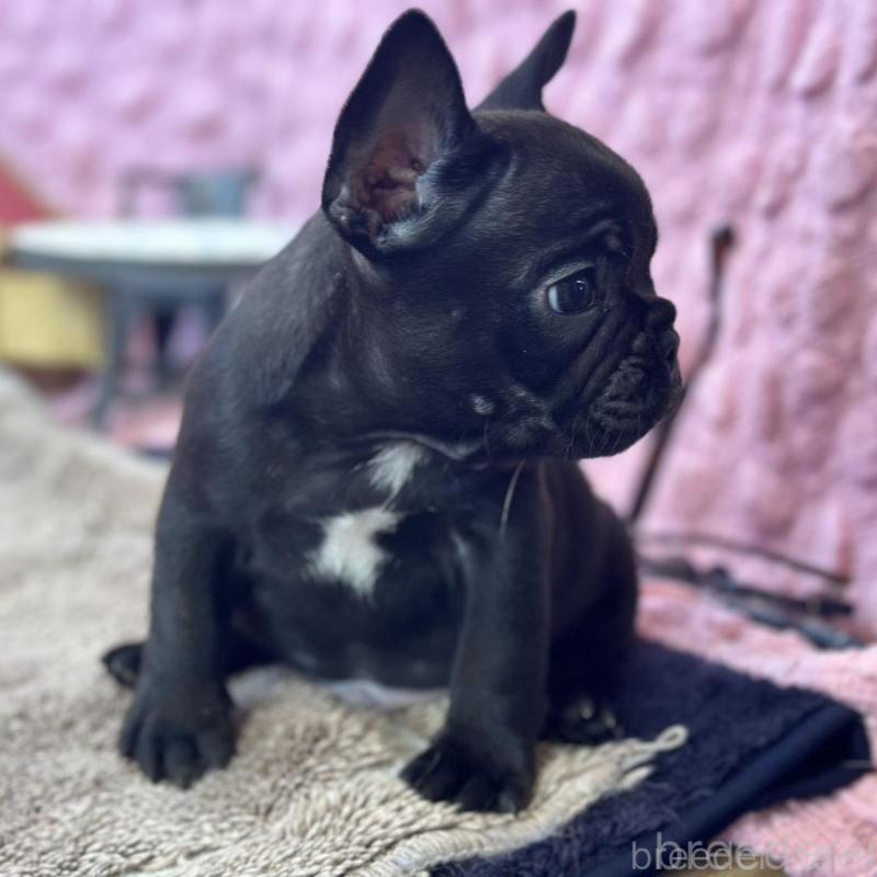 販売中の茨城県のフレンチブルドッグ-456791の11枚目