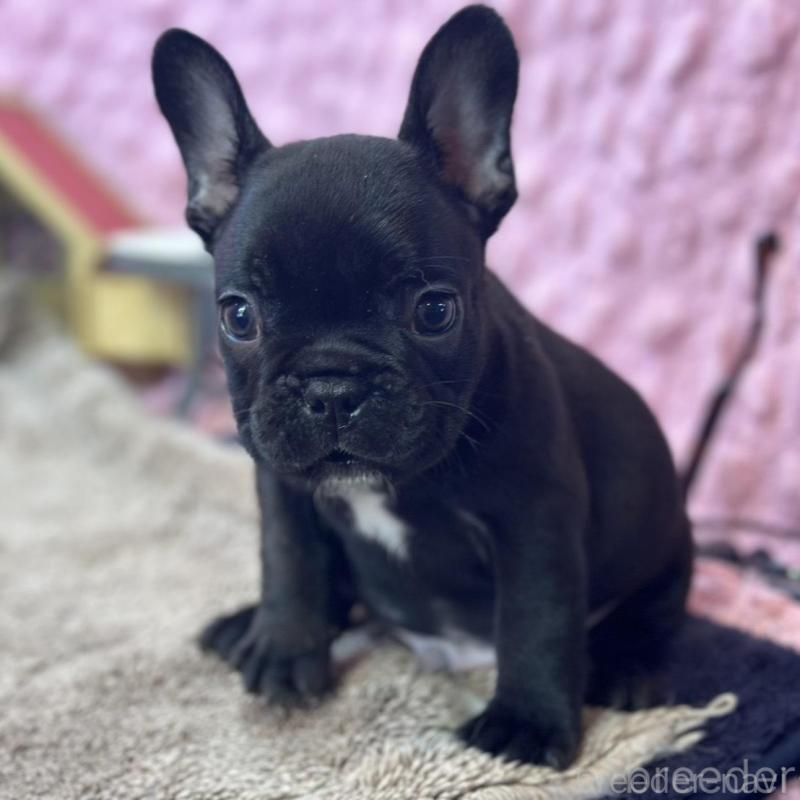 販売中の茨城県のフレンチブルドッグ-456791の10枚目