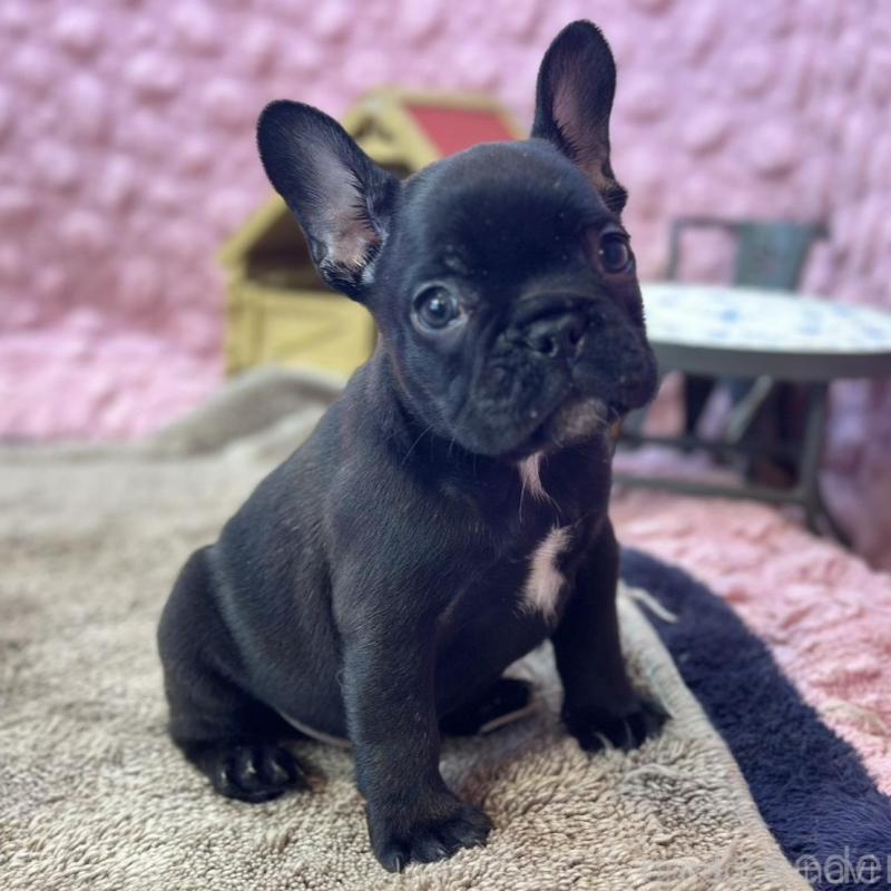 販売中の茨城県のフレンチブルドッグ-456791の9枚目