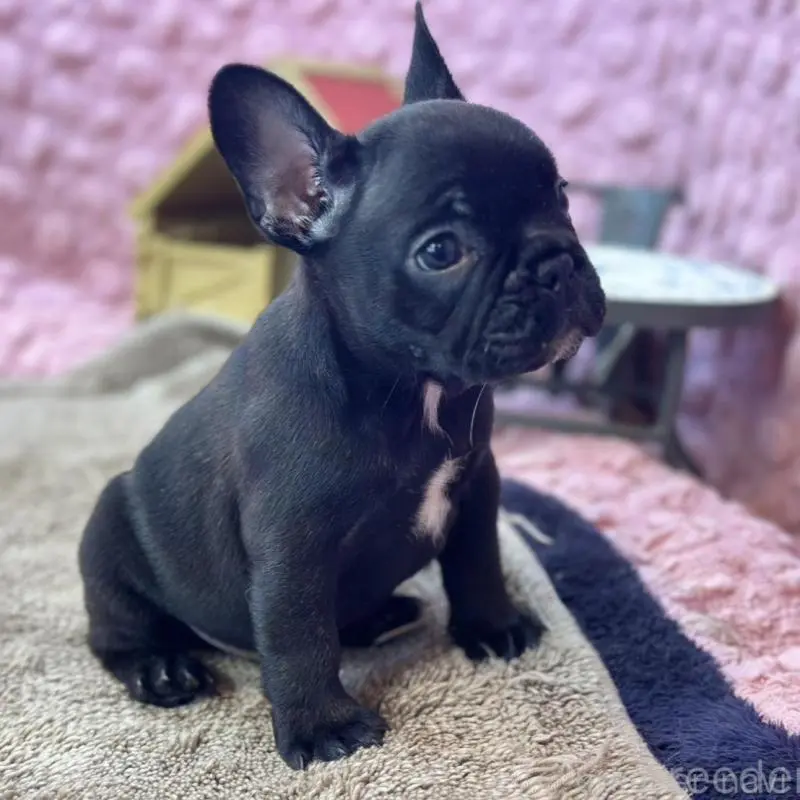 販売中の茨城県のフレンチブルドッグ-456791の8枚目