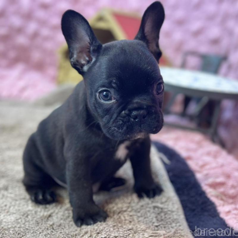 販売中の茨城県のフレンチブルドッグ-456791の7枚目