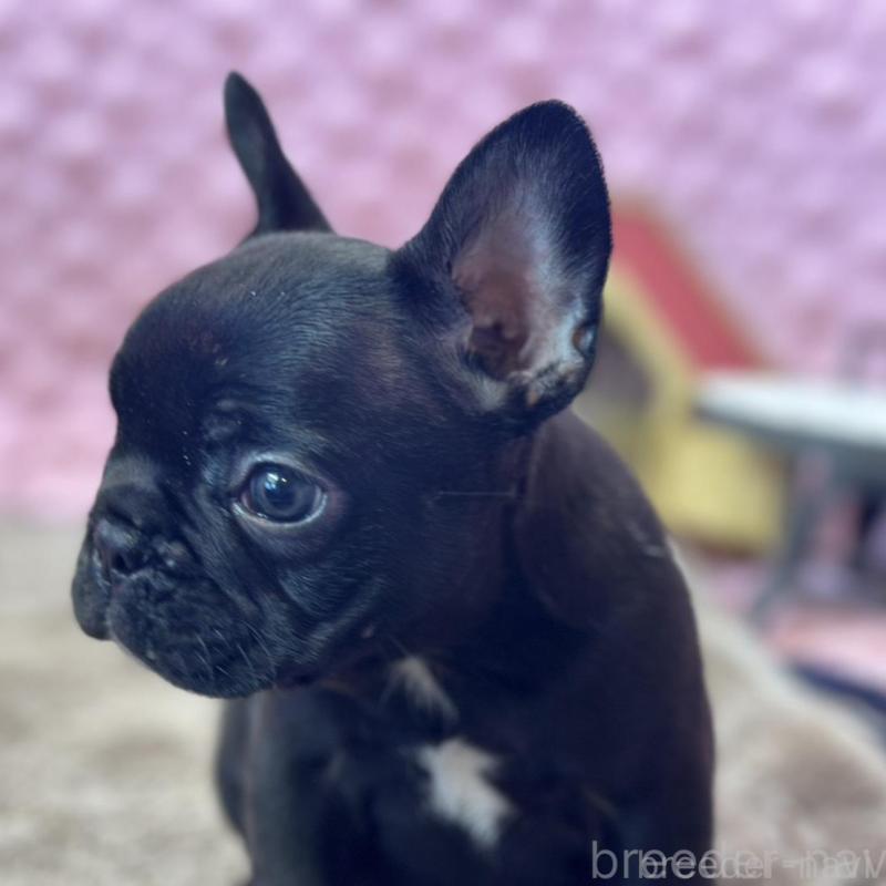 販売中の茨城県のフレンチブルドッグ-456791の6枚目