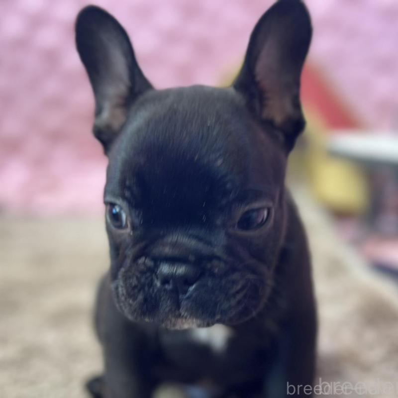 販売中の茨城県のフレンチブルドッグ-456791の5枚目