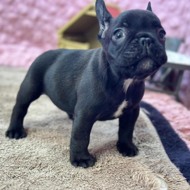 販売中の茨城県のフレンチブルドッグ-456791の4枚目