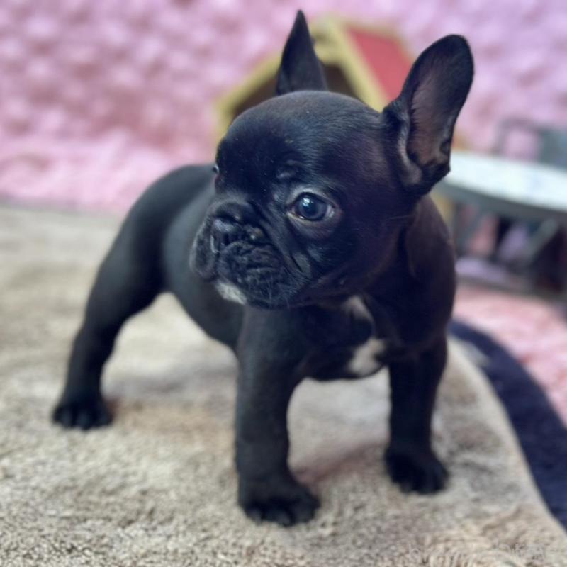 販売中の茨城県のフレンチブルドッグ-456791の3枚目