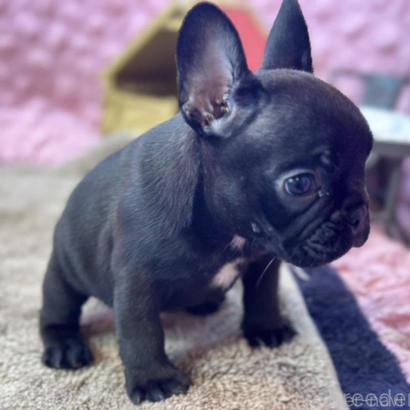 販売中の茨城県のフレンチブルドッグ-456791の2枚目