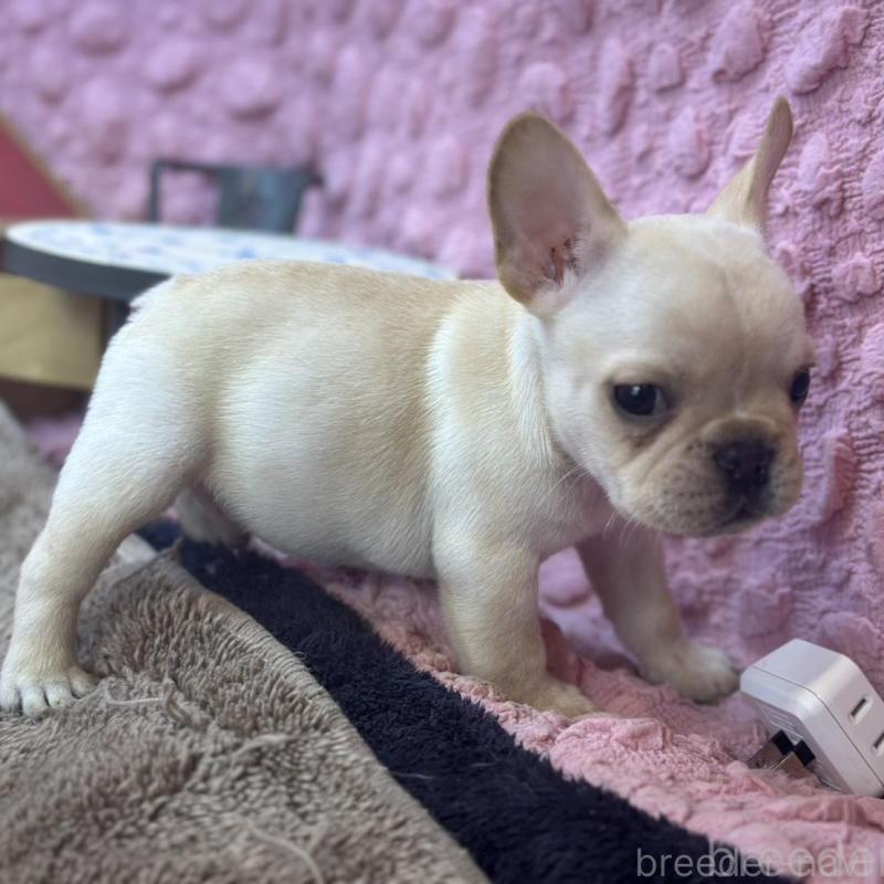 販売中の茨城県のフレンチブルドッグ-456796の11枚目